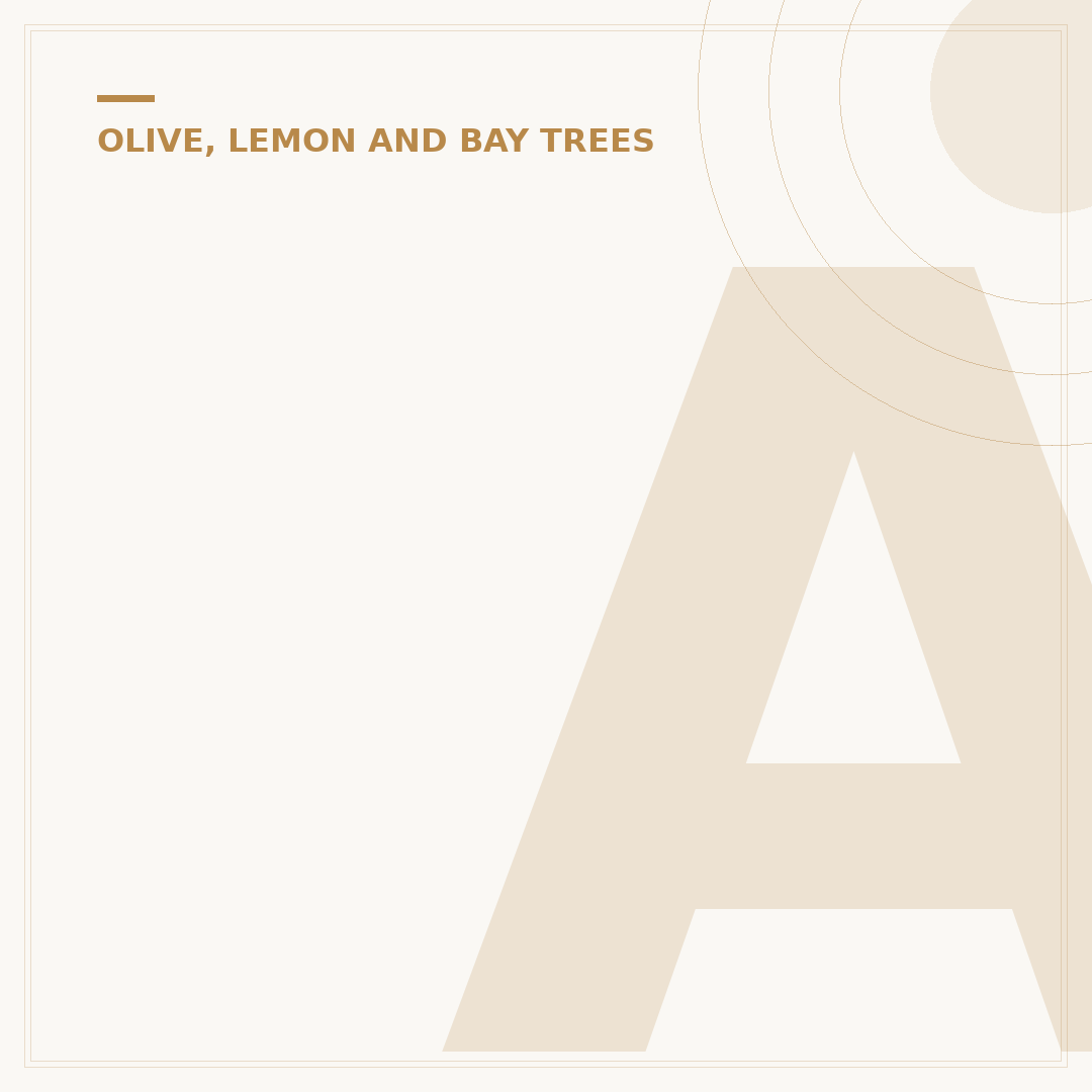 Ancient Olive Tree
