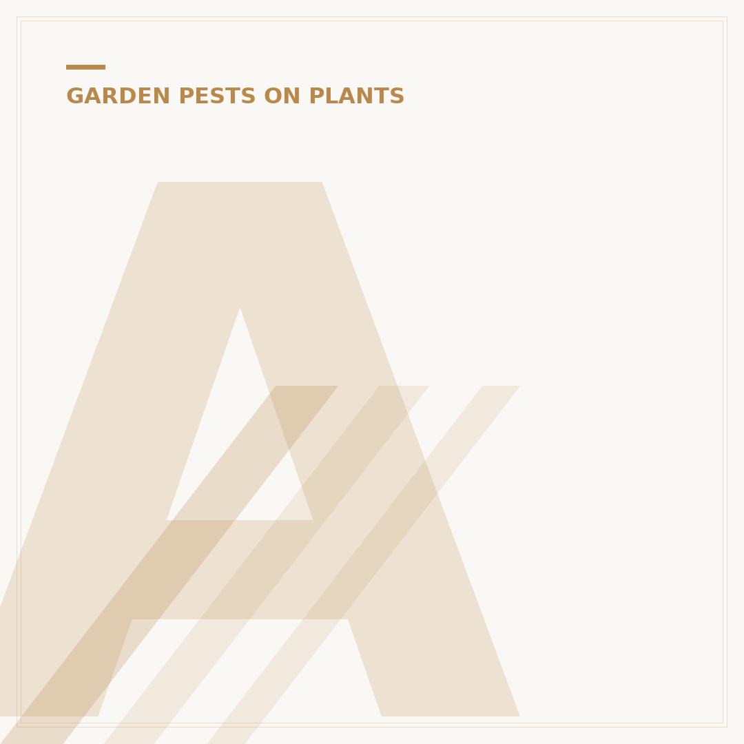 Ants Farming Aphids