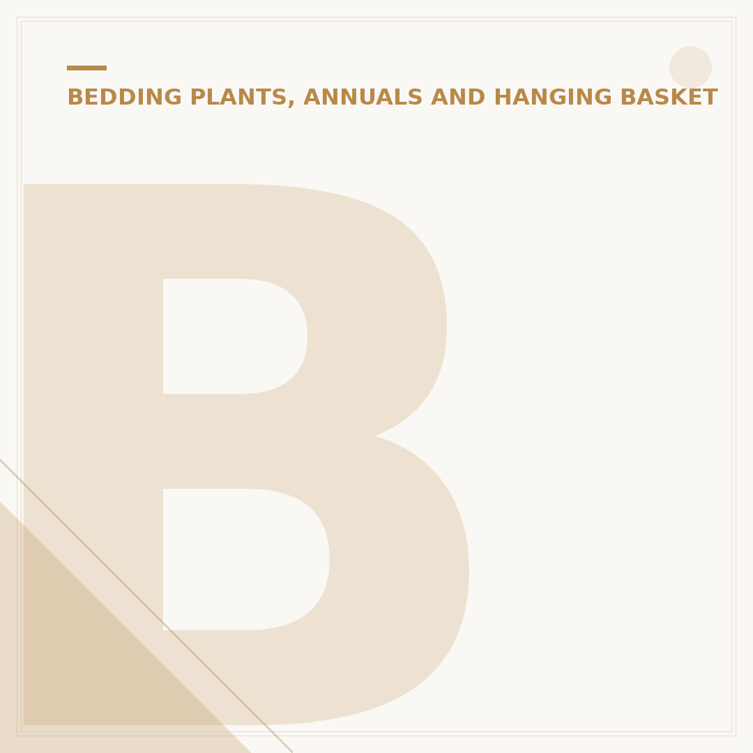 Begonias in Pots: Cultivation and Care