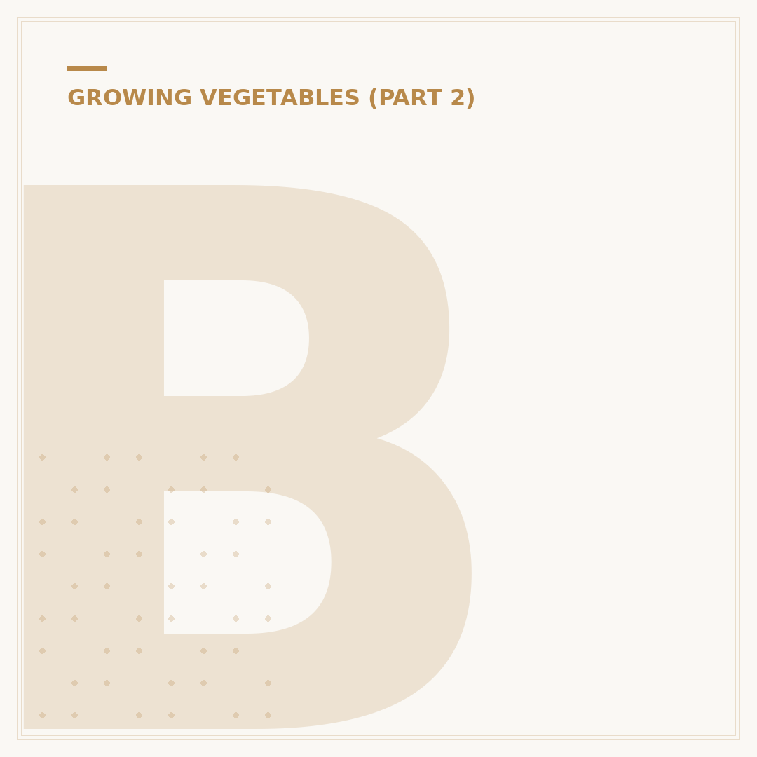 Broccoli Growing Stages Explained