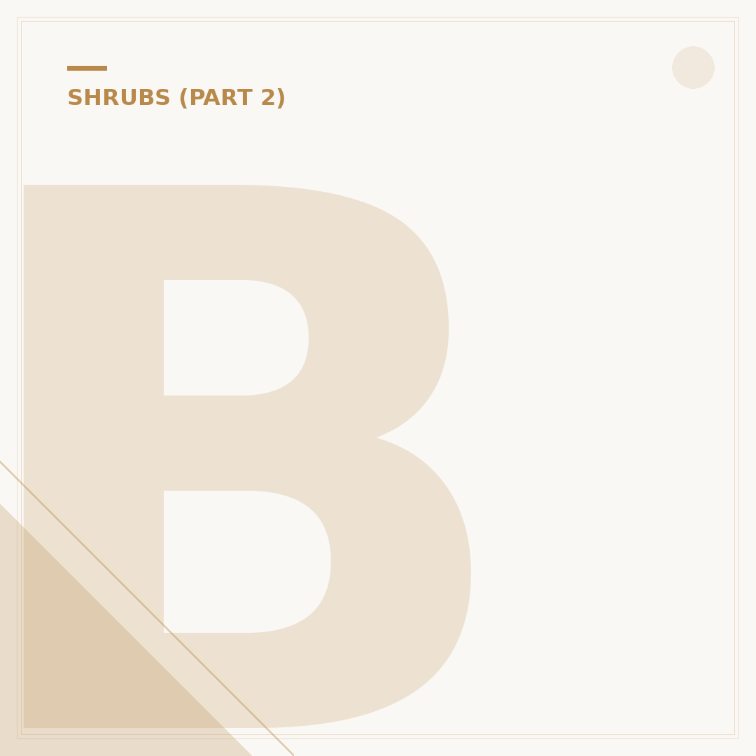 Buddleia Black Knight: Care, Planting & Alternatives