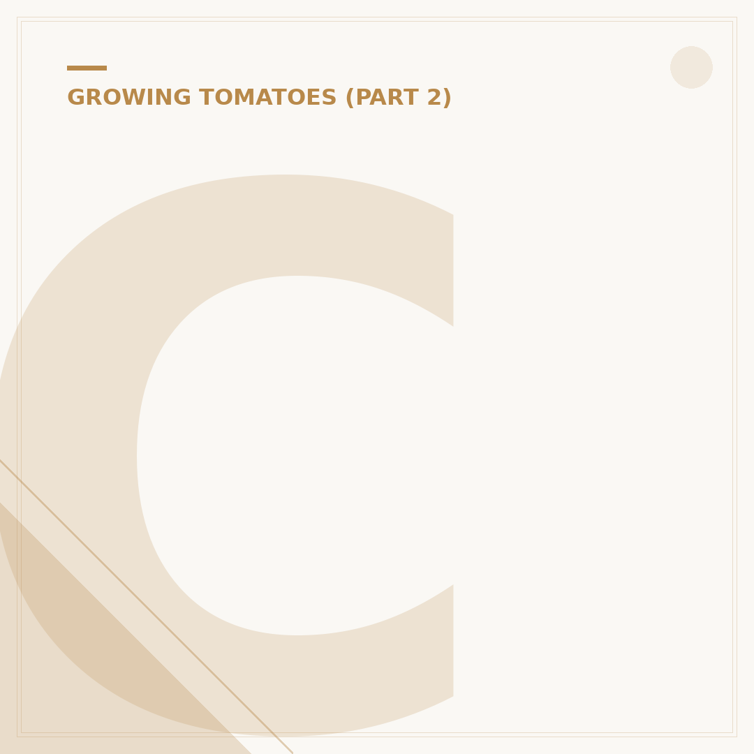 Caring for Tomato Plants