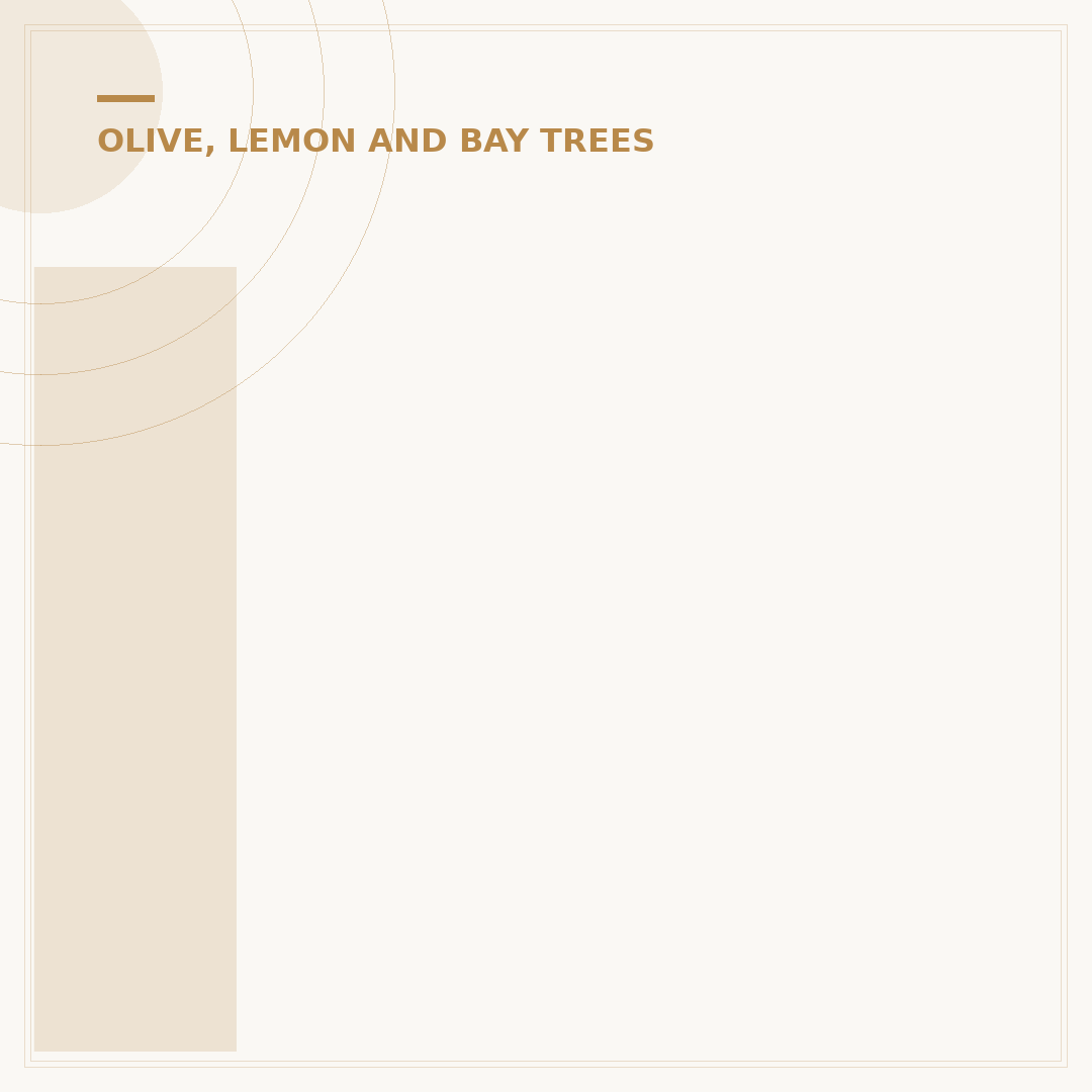 Is Epsom Salt Good for Olive Trees?