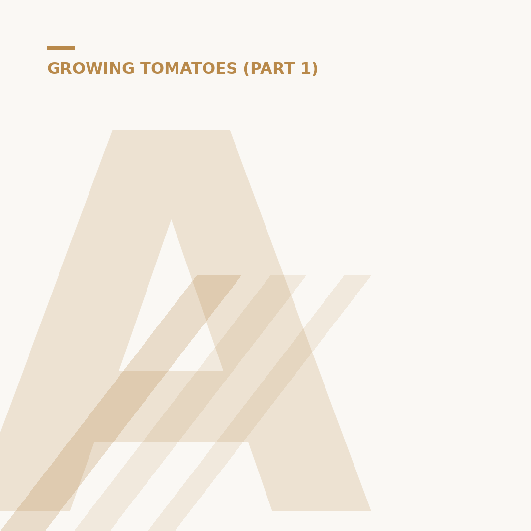 Applying Fertilizer to Tomatoes