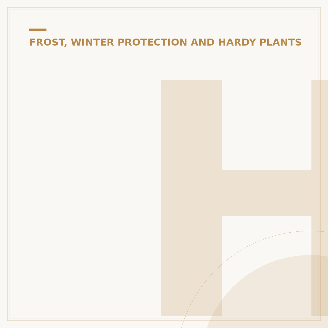 Hardy Gerbera Plants: Cultivation & Cold-Weather Care
