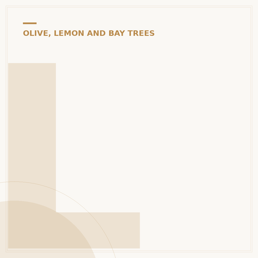 Large Olive Tree
