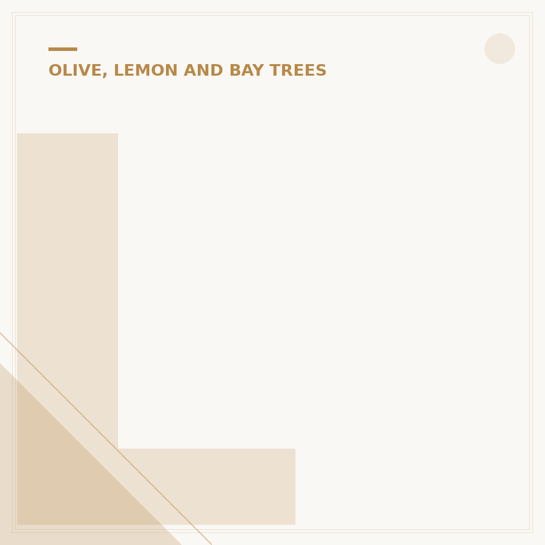 Laurus Nobilis Bay Tree: Care, Uses & Growing