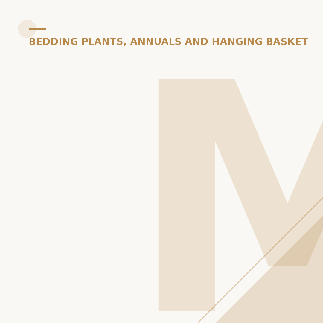 Marigold Plant Seeds