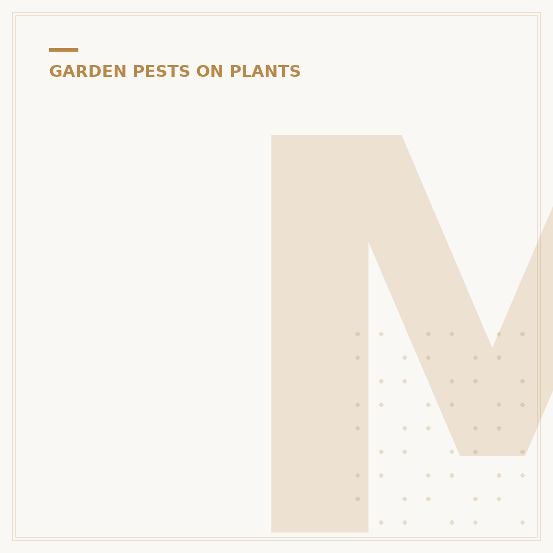 Mealybug Insects: Identification and Control on Plants