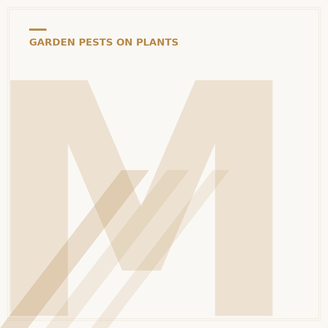 Mealybugs on Indoor Plants: Identification & Control