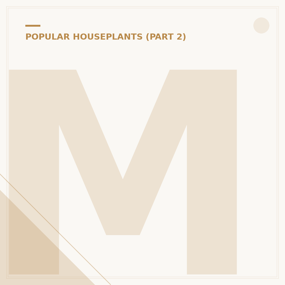 Monstera Cutting: Propagate Your Plant Successfully