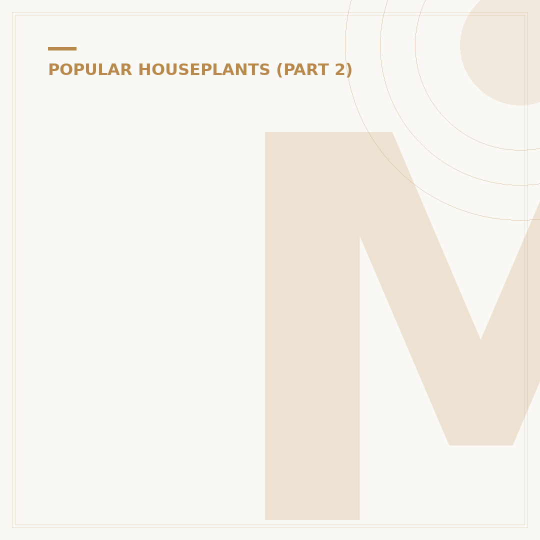 Monstera Obliqua: Identifying the Rare Swiss Cheese Plant