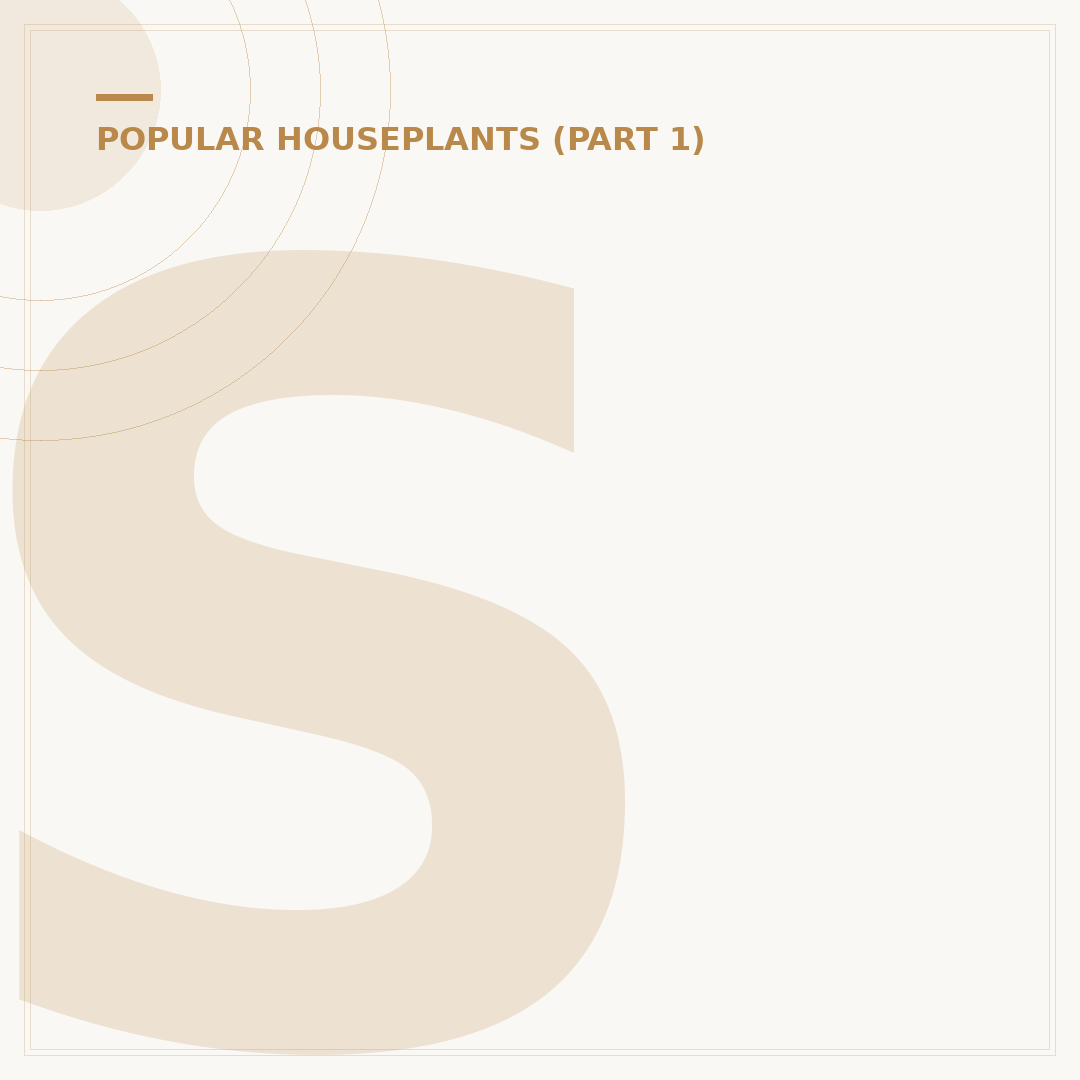 Support for Monstera Plants