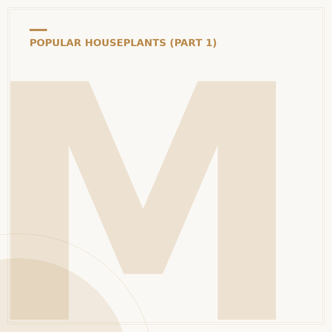 Monstera Support Options for Healthy Growth