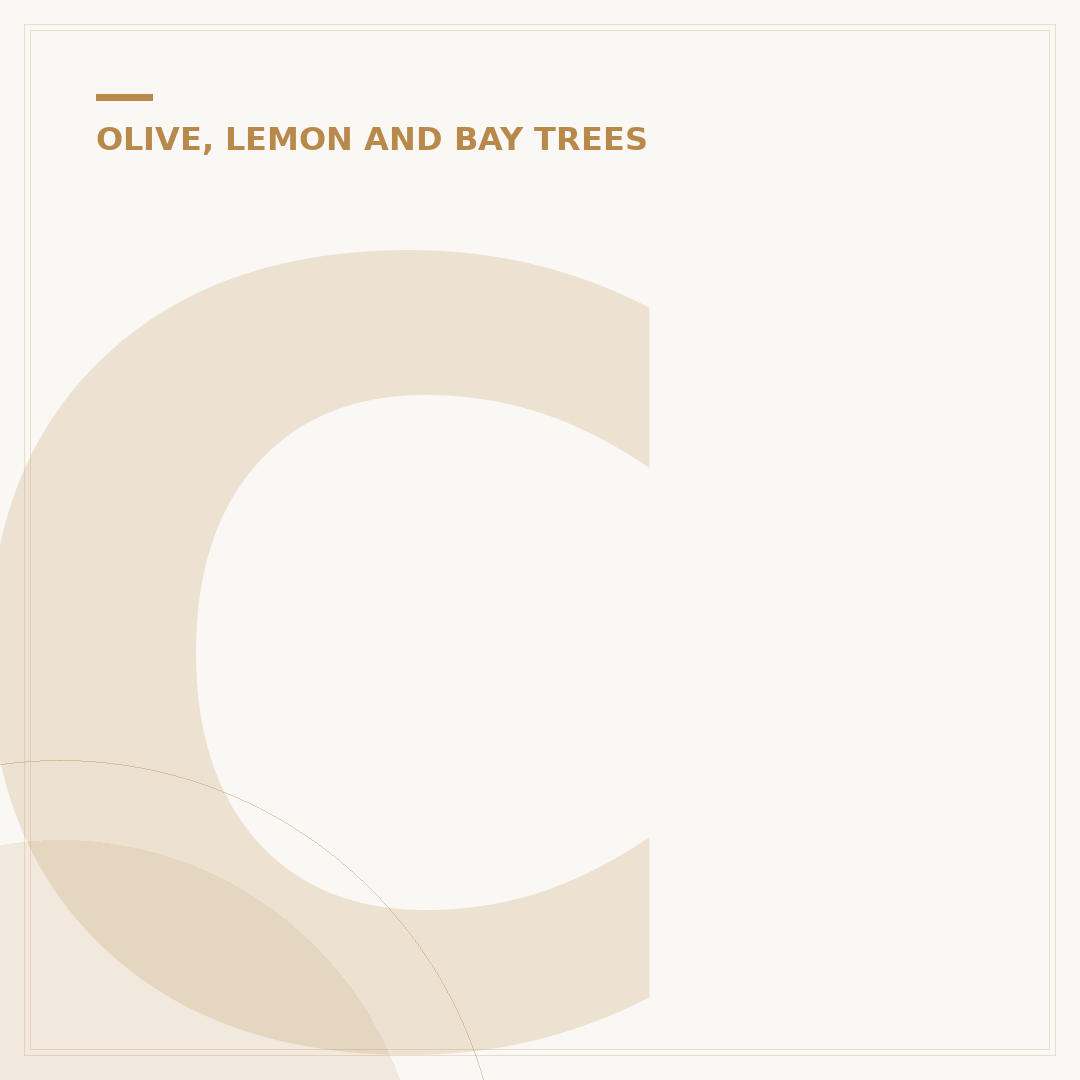 Chinese Olive Tree: Varieties, Cultivation & Alternatives