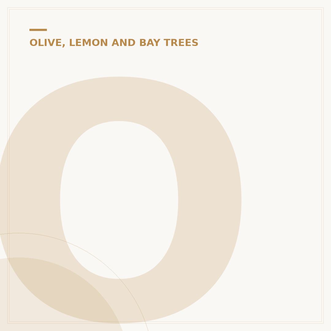 Olive Tree Height: Growth, Control & Varieties