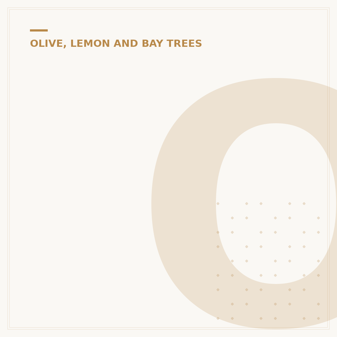 Olive Tree Potting