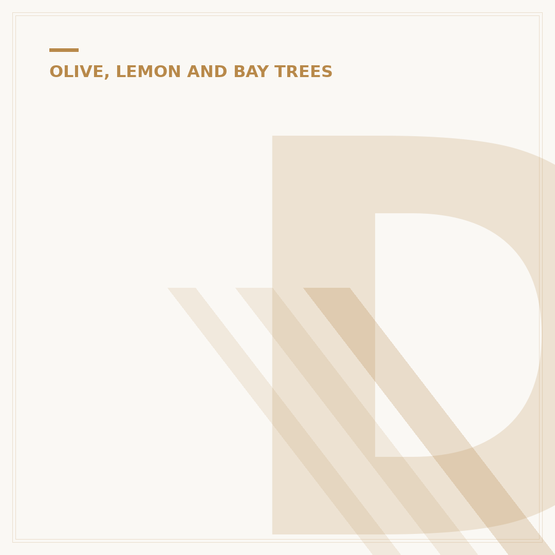 Do Olive Trees Need a Lot of Water?