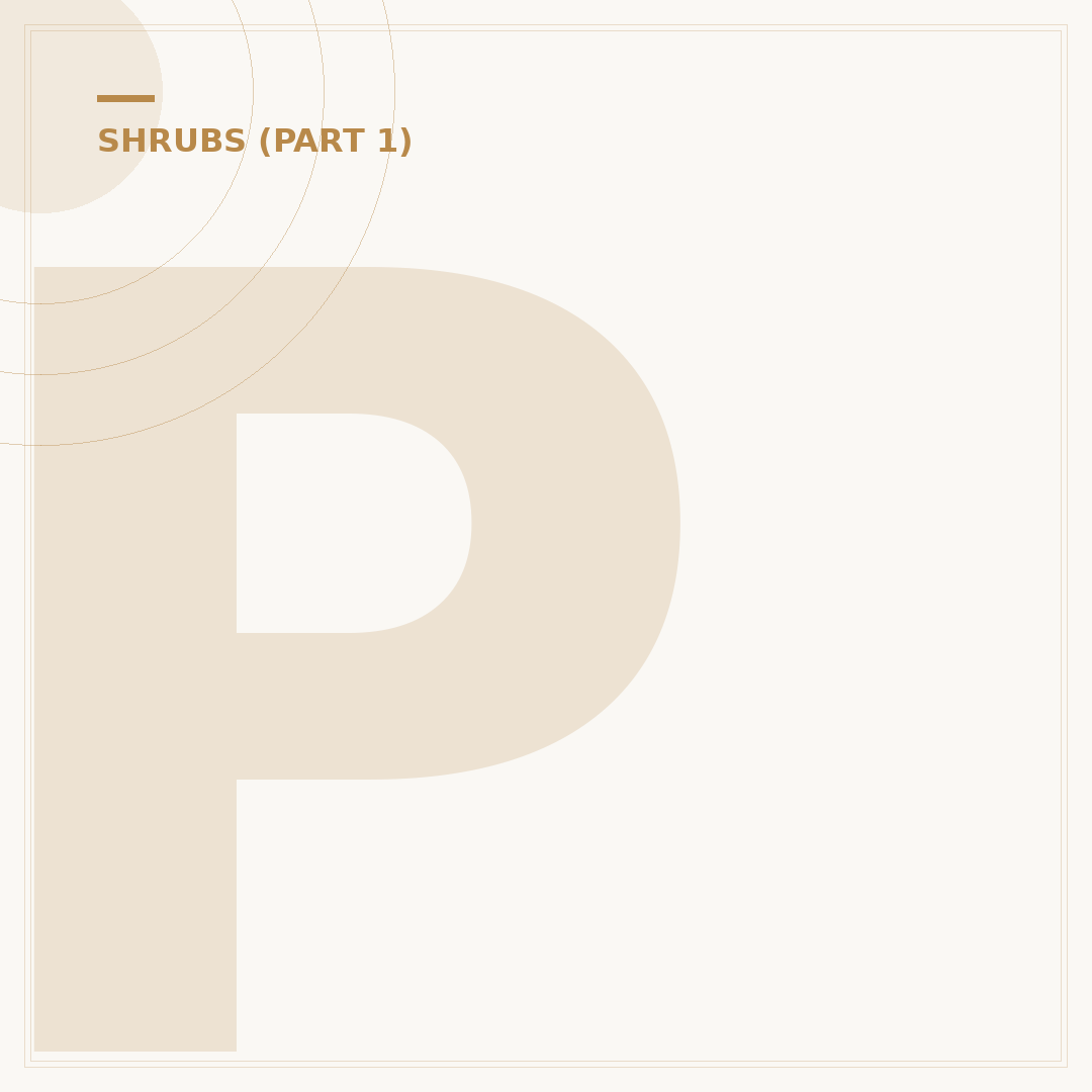 Philadelphus Snowbelle