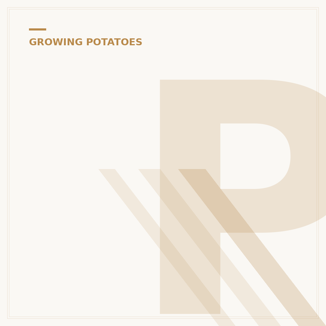 Potato in Pots Growing: Container Cultivation Explained