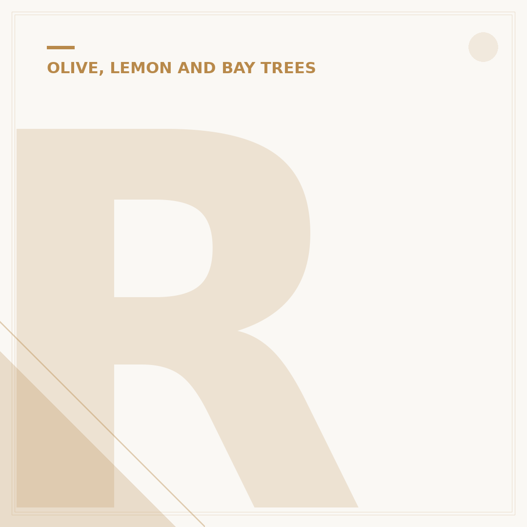 Repotting Olive Tree: When and How To Do It