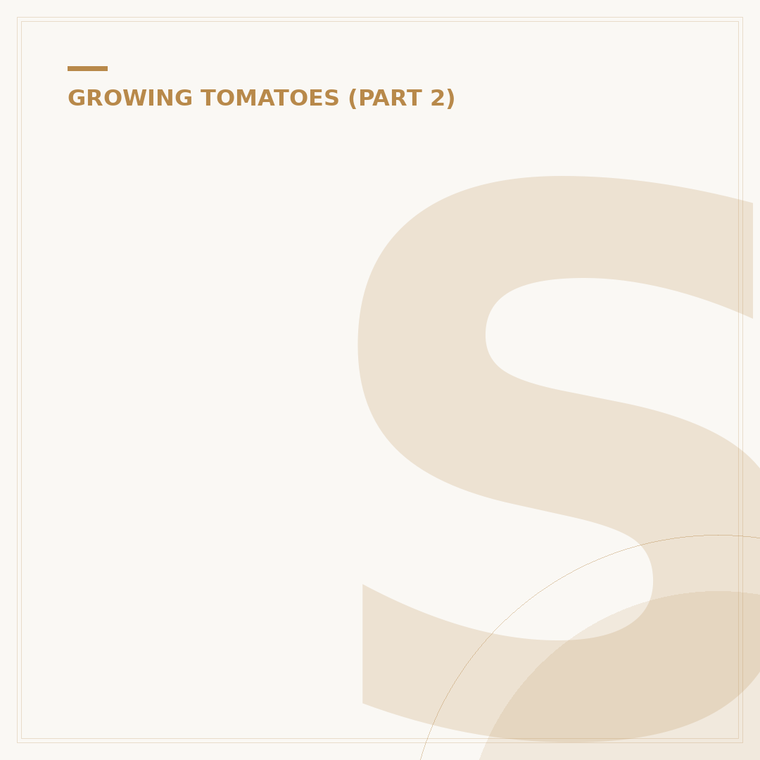 Self Watering for Tomatoes: Systems Explained