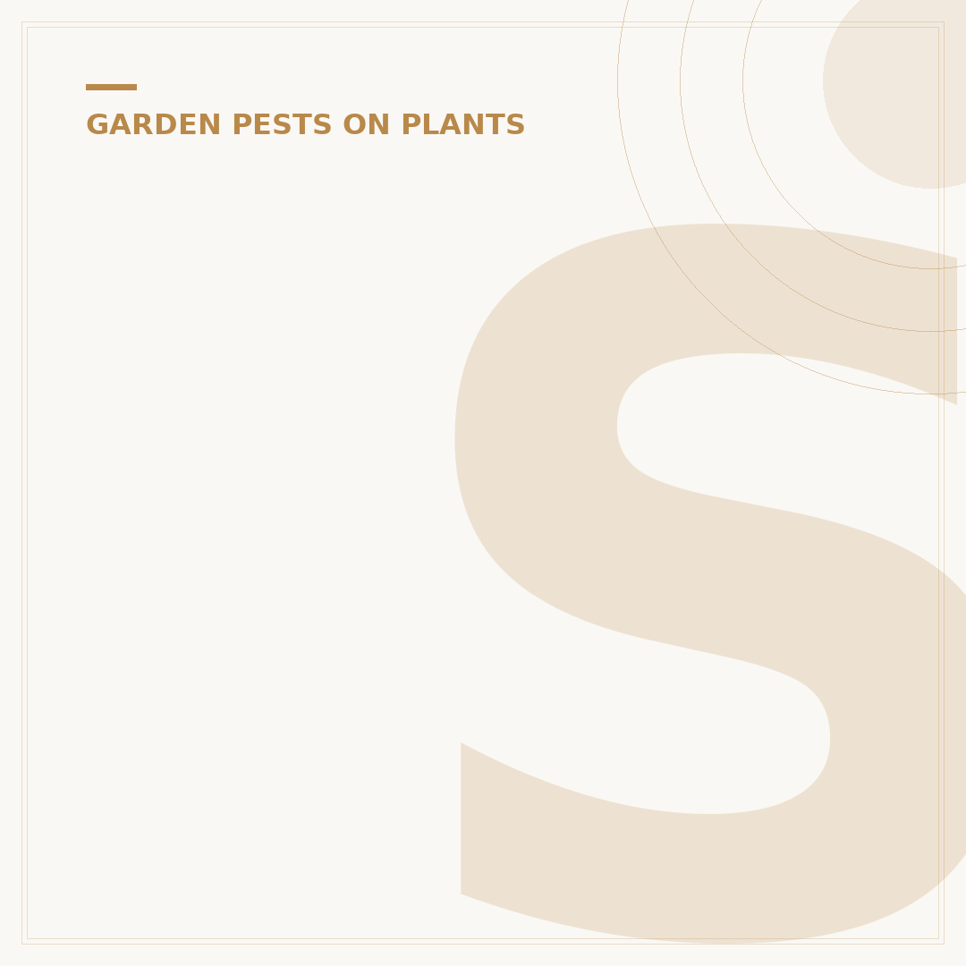 Spider Mites on Plants: Identification and Control