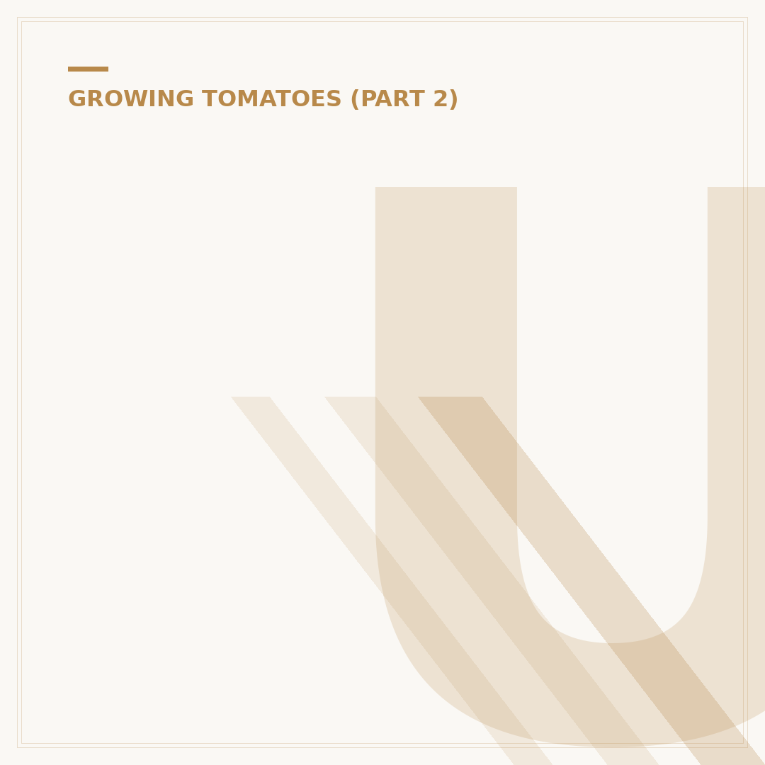 Understanding the Stages of Growing Tomatoes