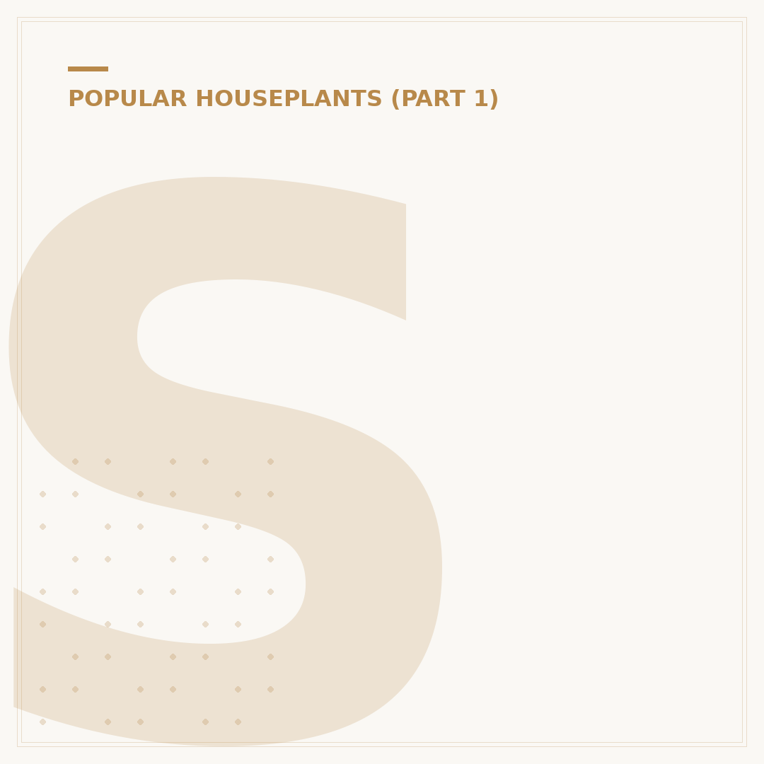 Swiss Plant Monstera: Identification and Care