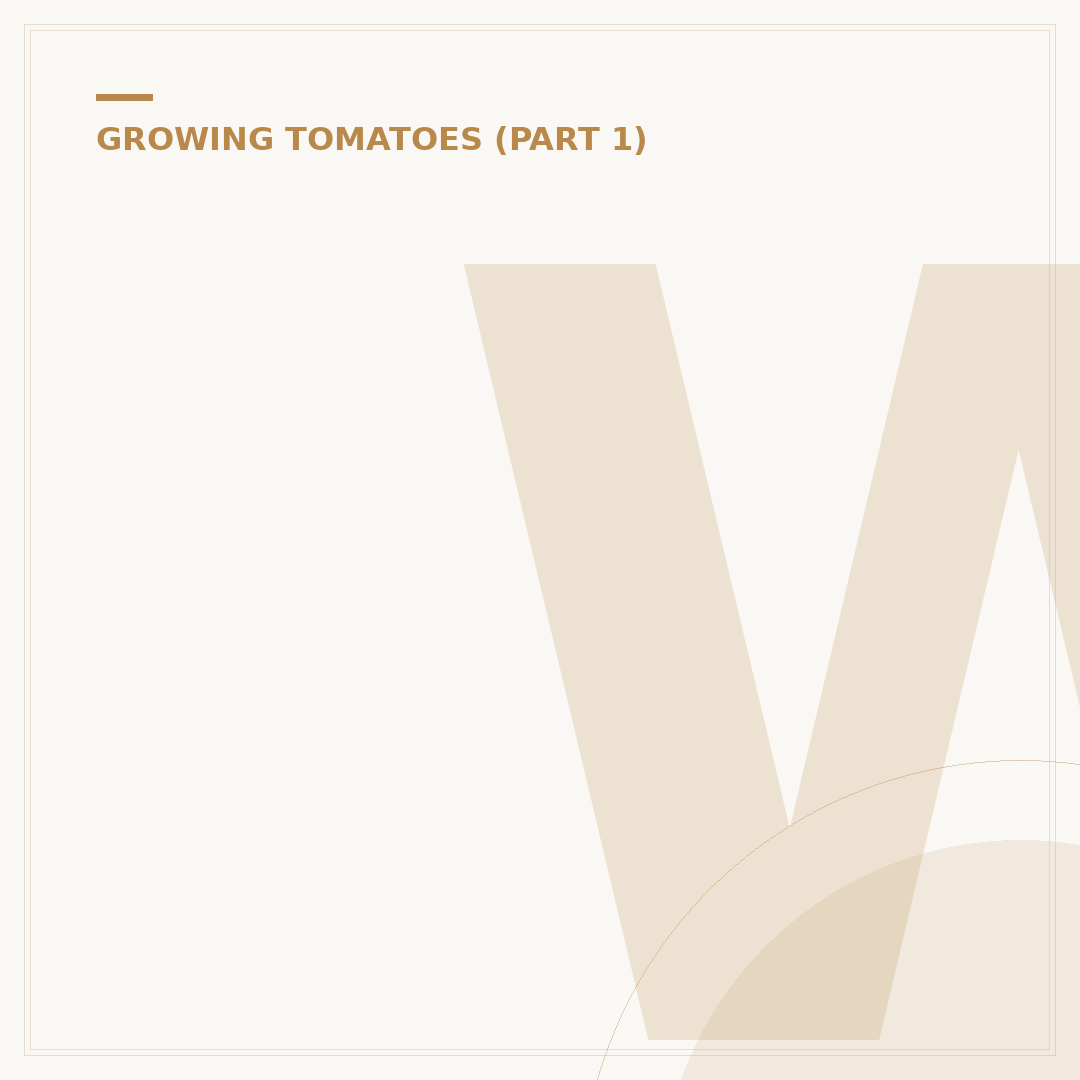 When to Plant Tomato Plants Outside