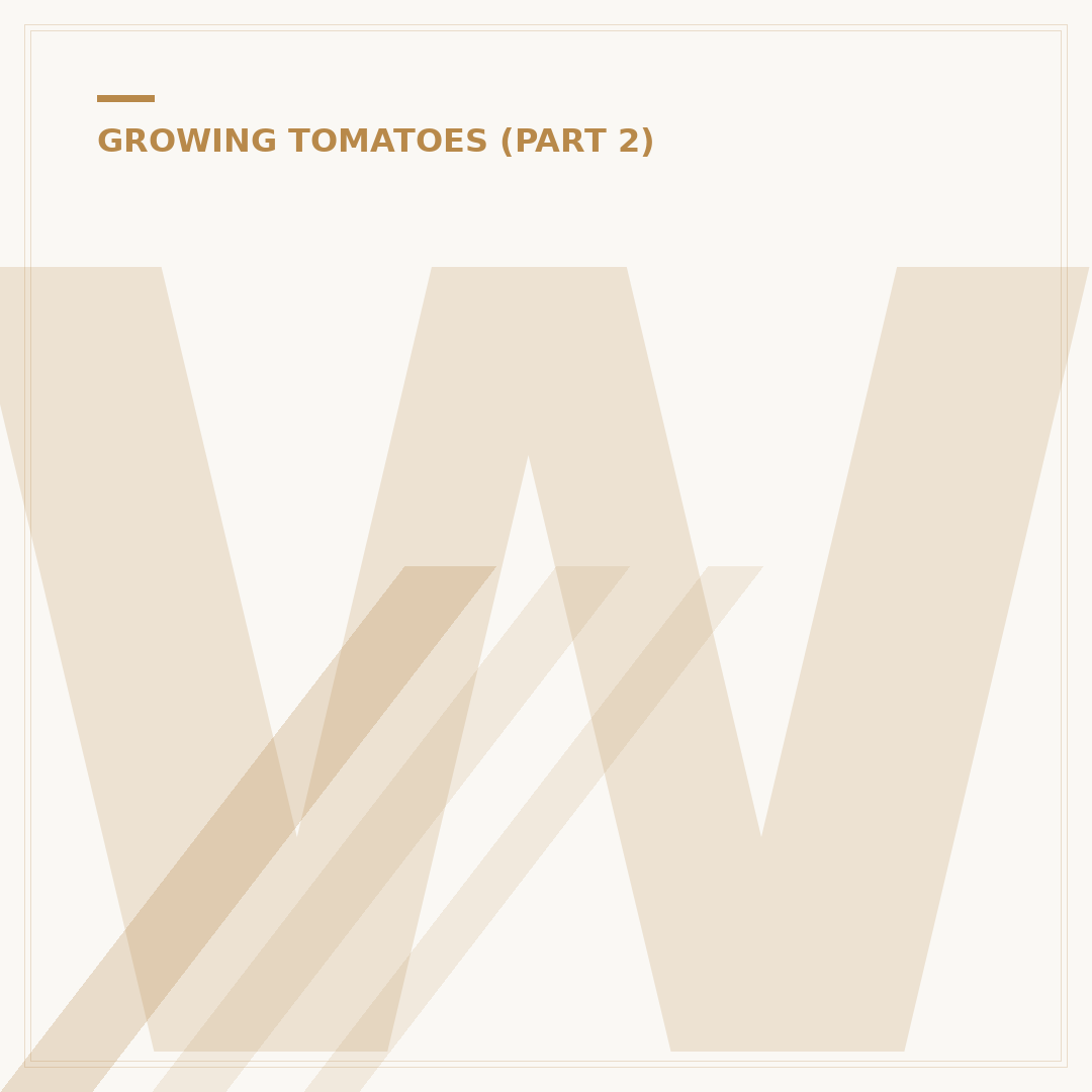 When to Plant a Tomato