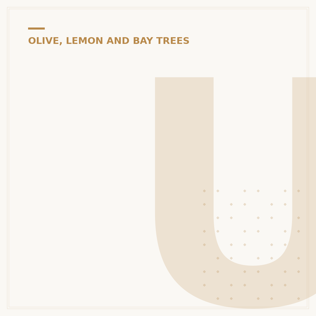Understanding Where Olive Trees Weep