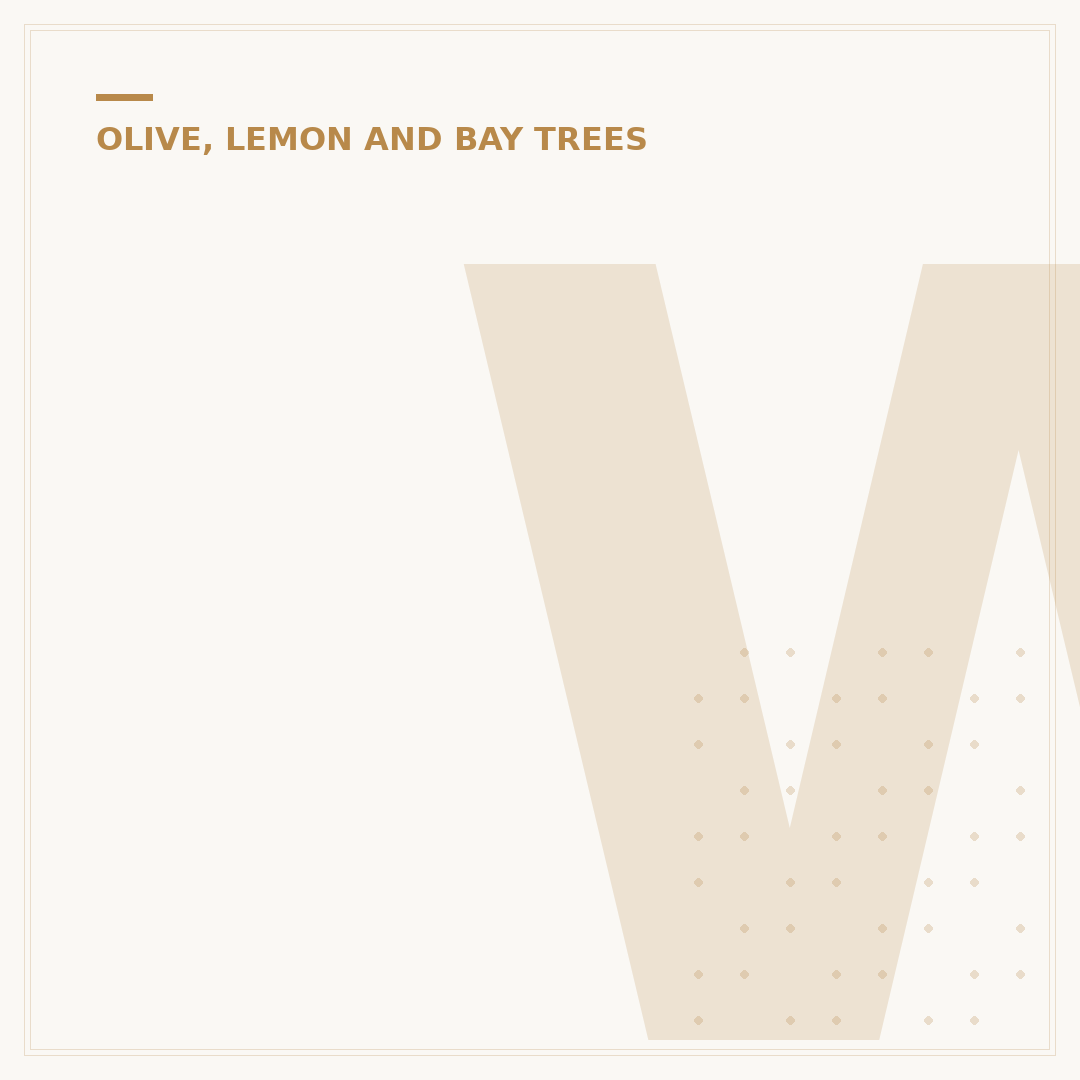 Wild Olive Tree Care and Characteristics
