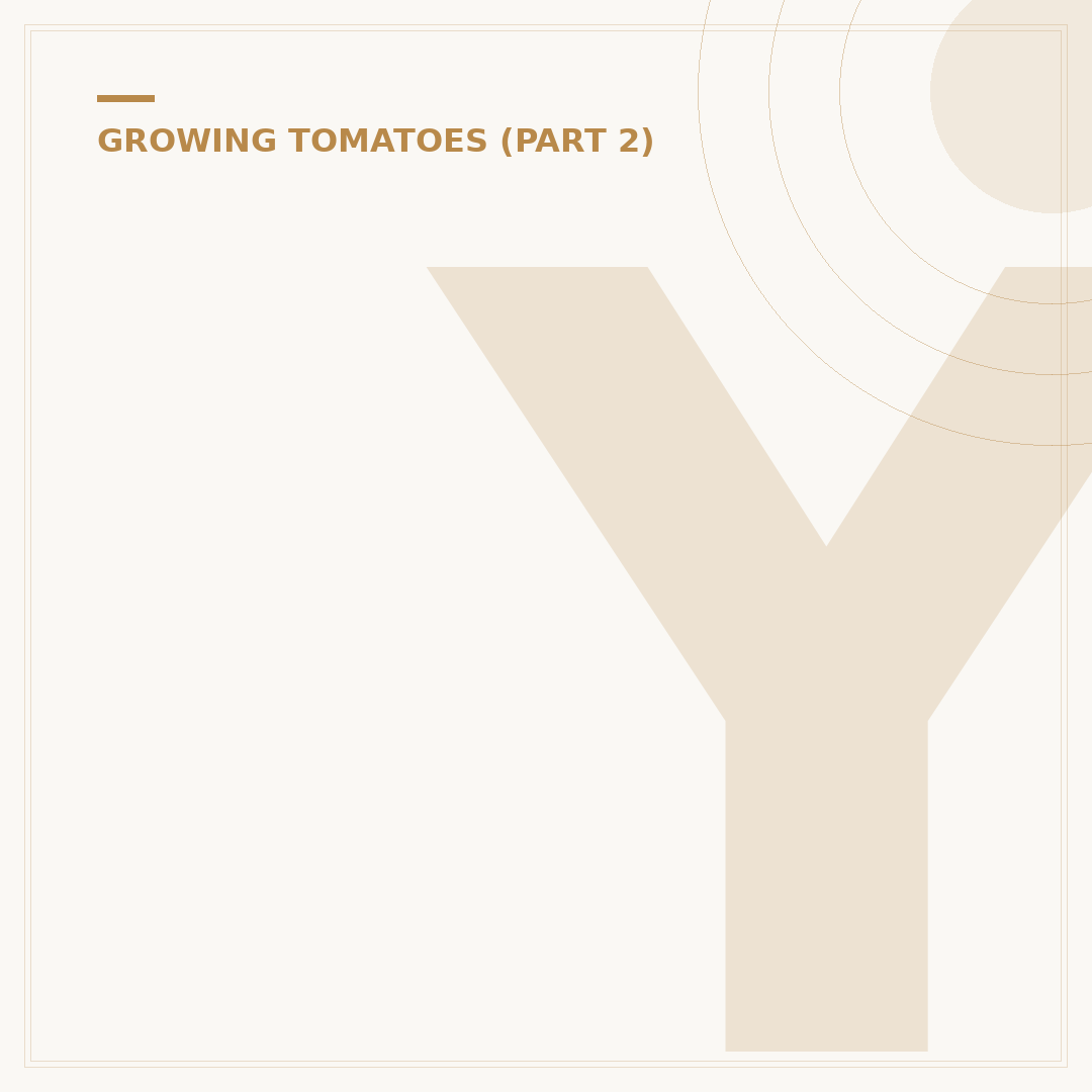 Yellow Cherry Tomato Plants: Varieties and Growing