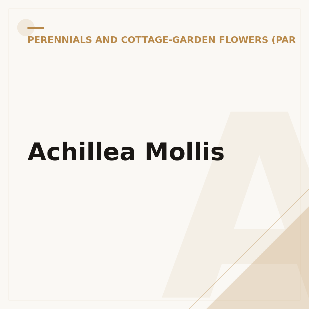Achillea Mollis