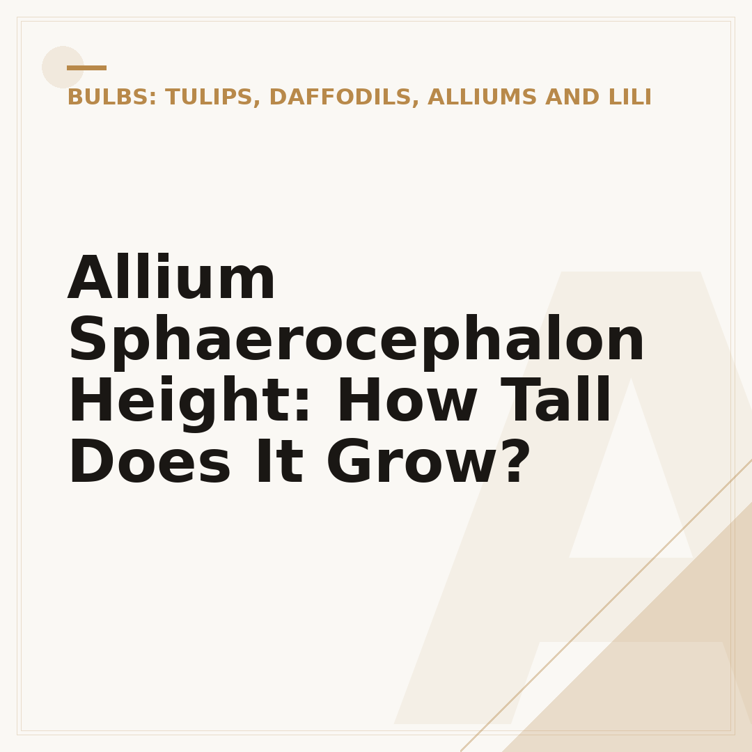 Allium Sphaerocephalon Height: How Tall Does It Grow?