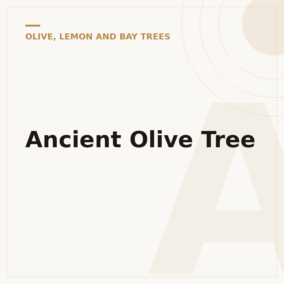 Ancient Olive Tree