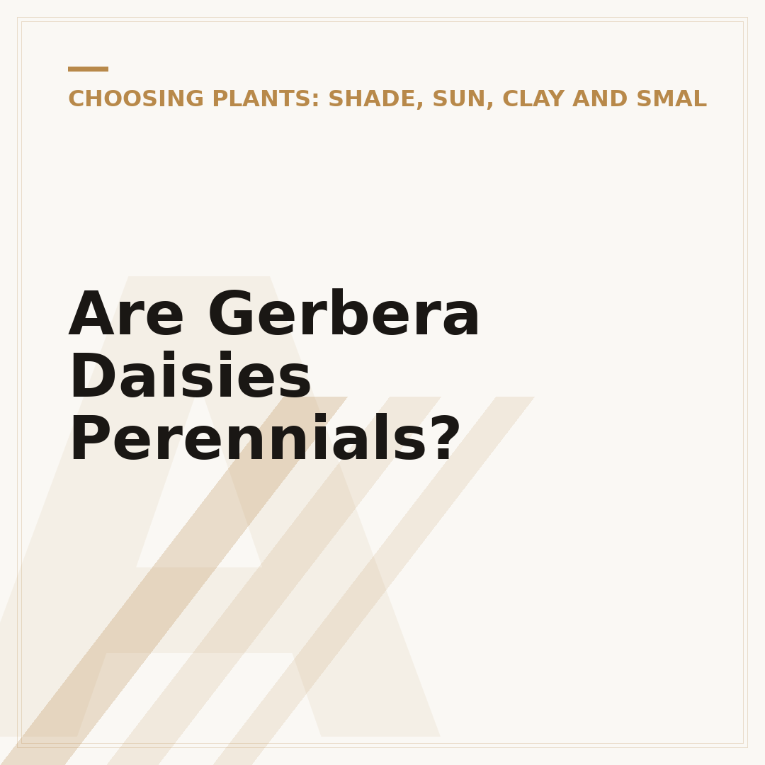 Are Gerbera Daisies Perennials?