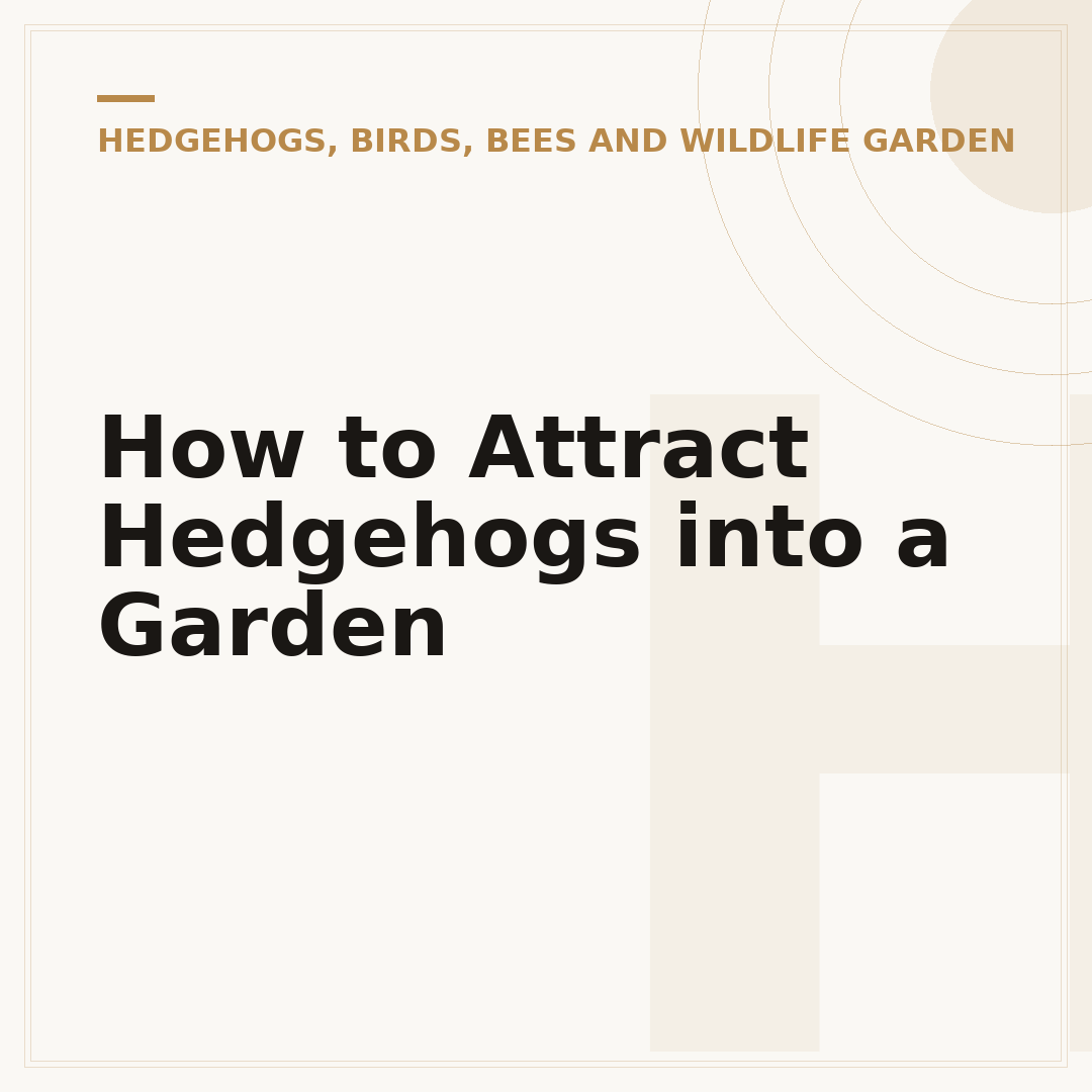 How to Attract Hedgehogs into a Garden