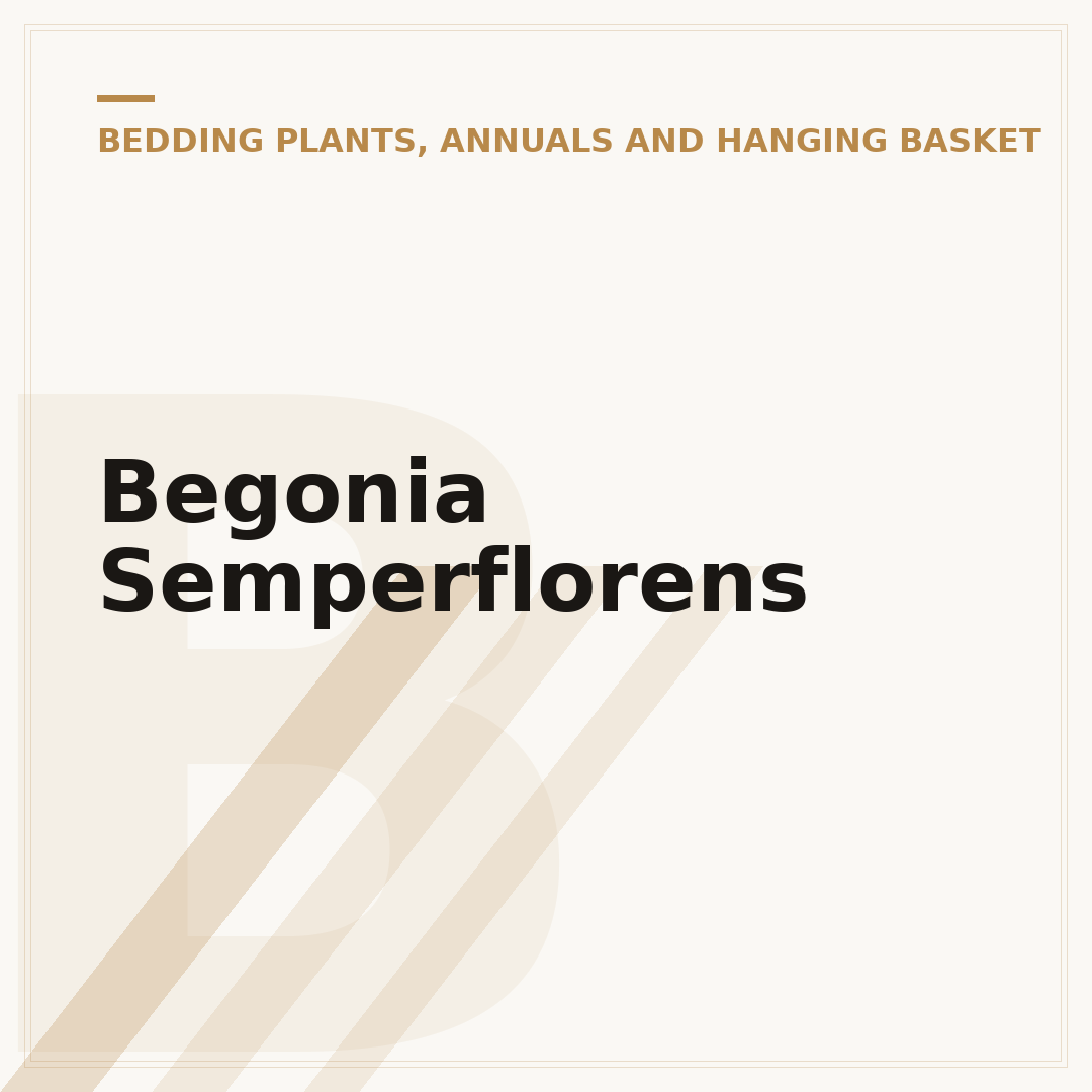 Begonia Semperflorens