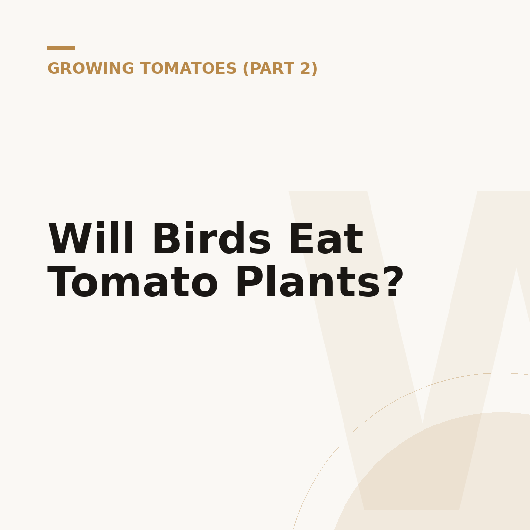 Will Birds Eat Tomato Plants?