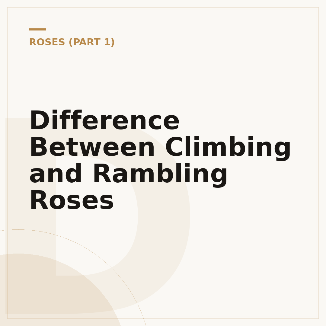 Difference Between Climbing and Rambling Roses