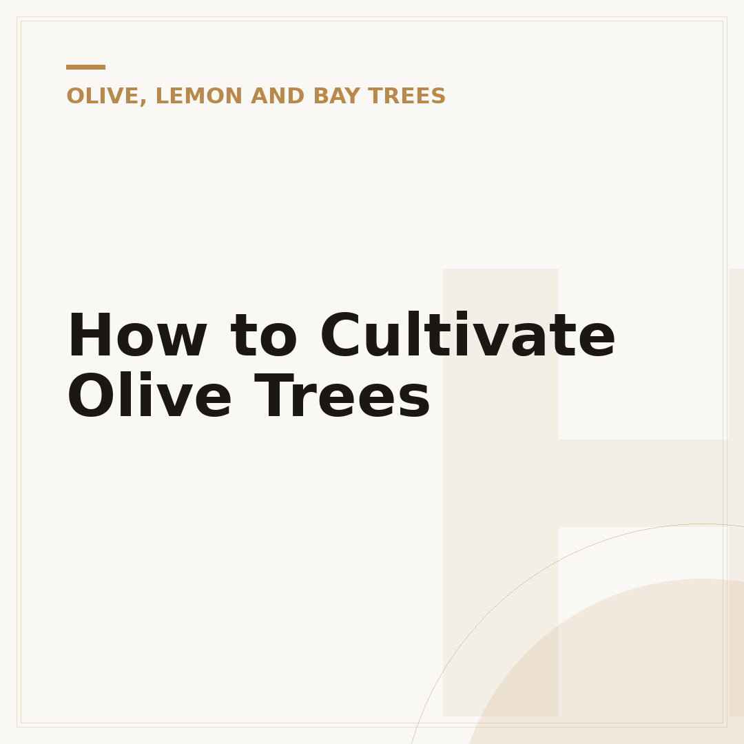 How to Cultivate Olive Trees