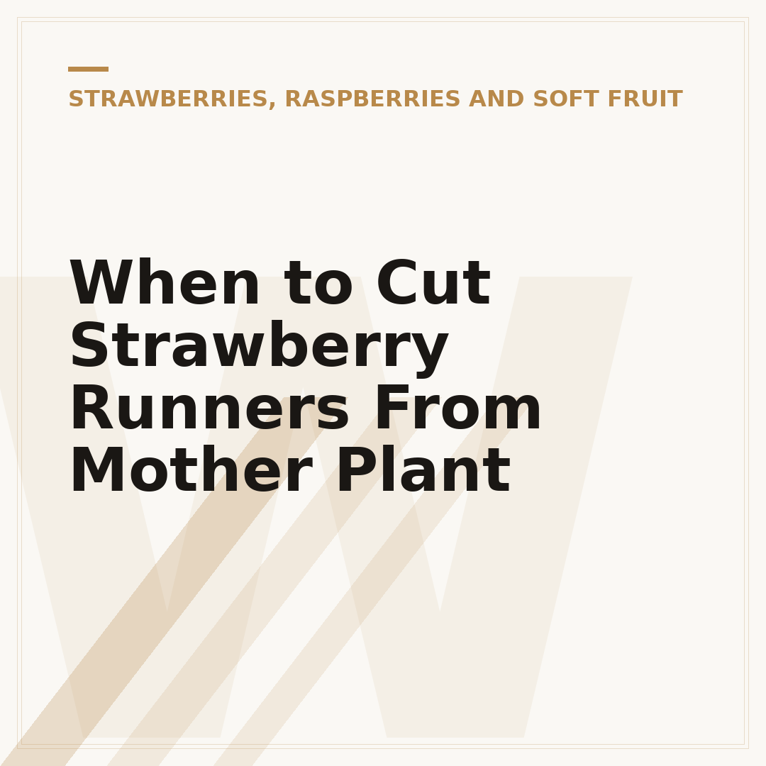 When to Cut Strawberry Runners From Mother Plant