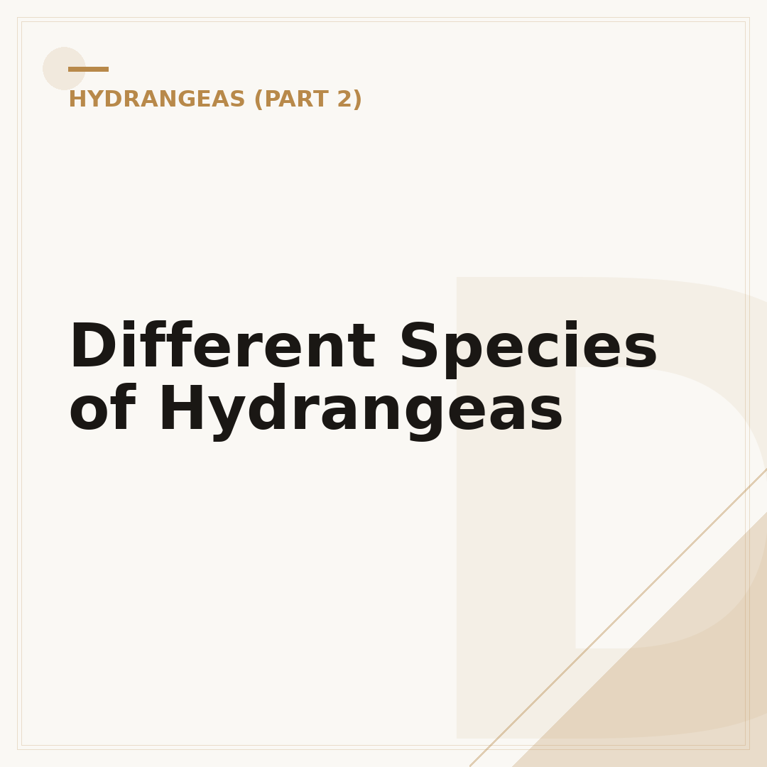 Different Species of Hydrangeas