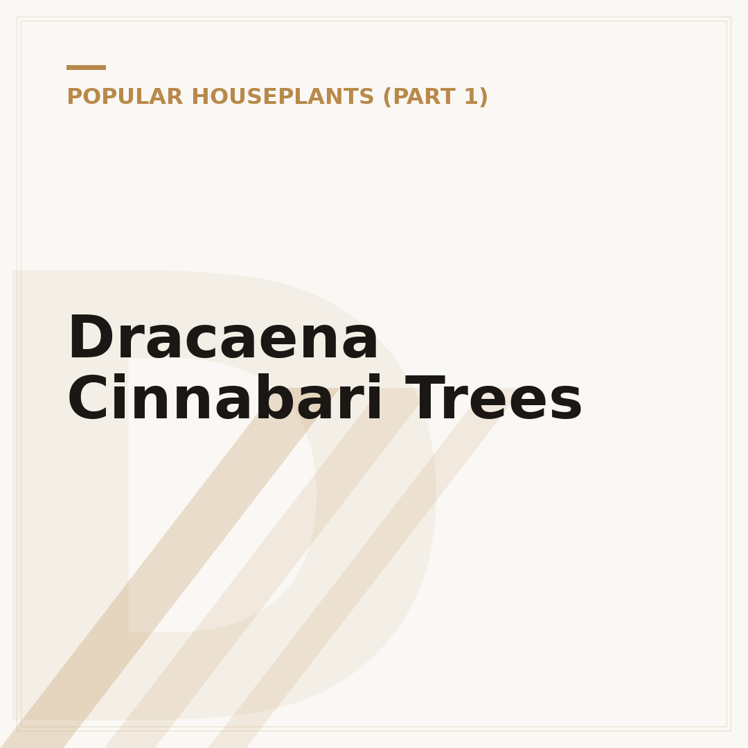 Dracaena Cinnabari Trees