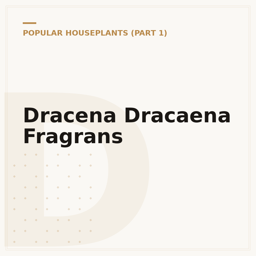 Dracena Dracaena Fragrans