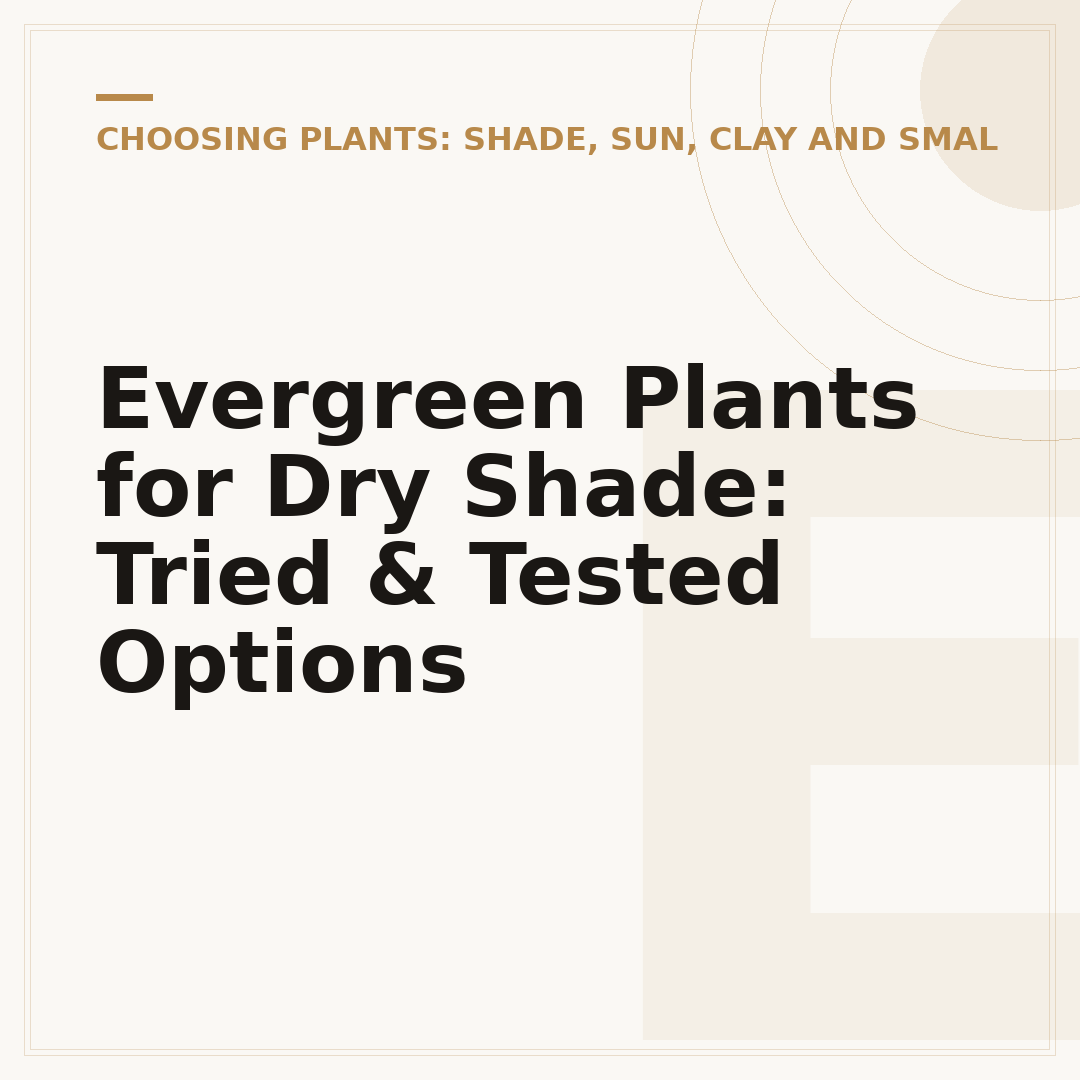 Evergreen Plants for Dry Shade: Tried & Tested Options