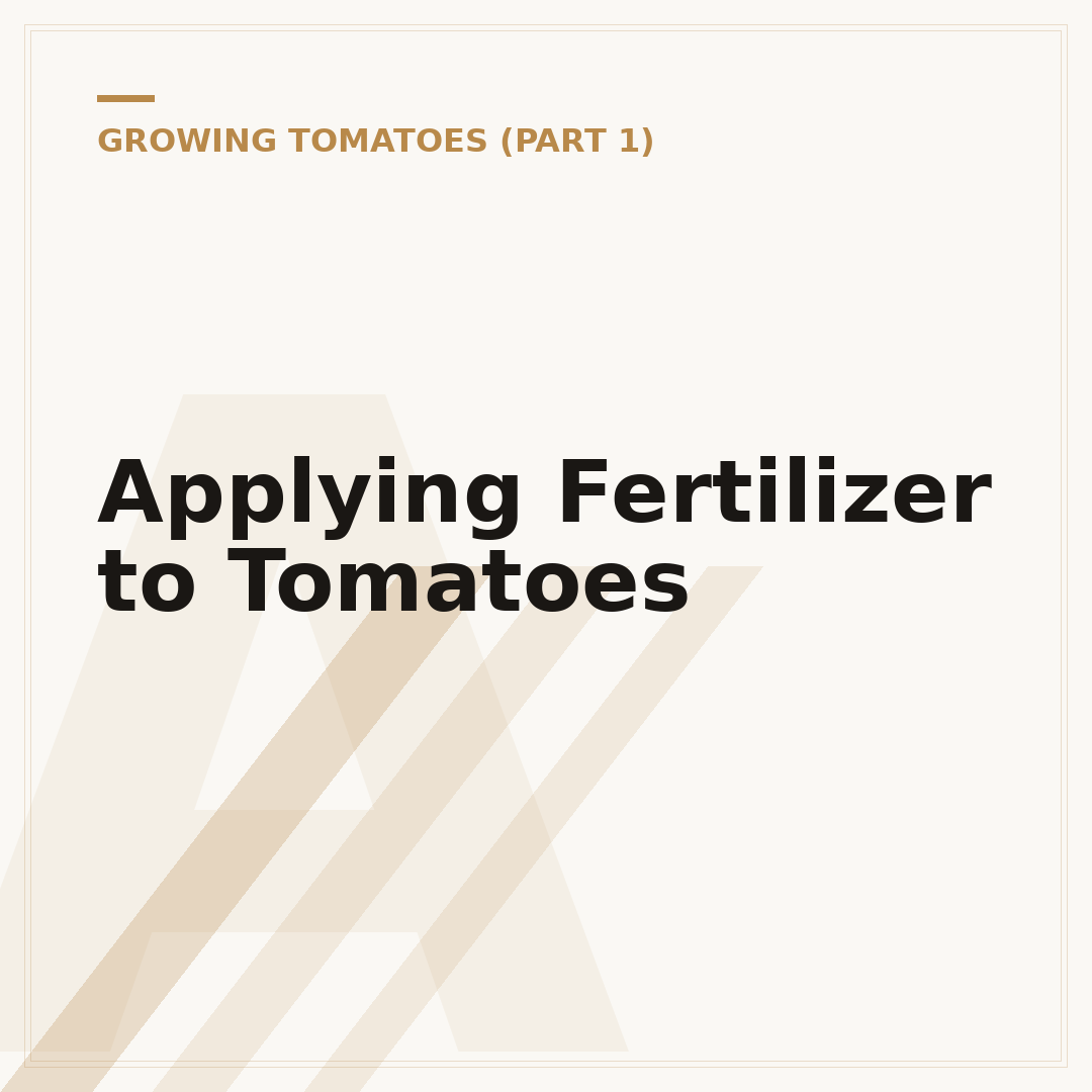 Applying Fertilizer to Tomatoes