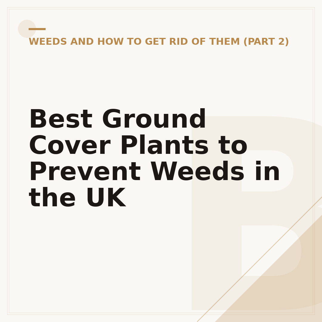 Best Ground Cover Plants to Prevent Weeds in the UK